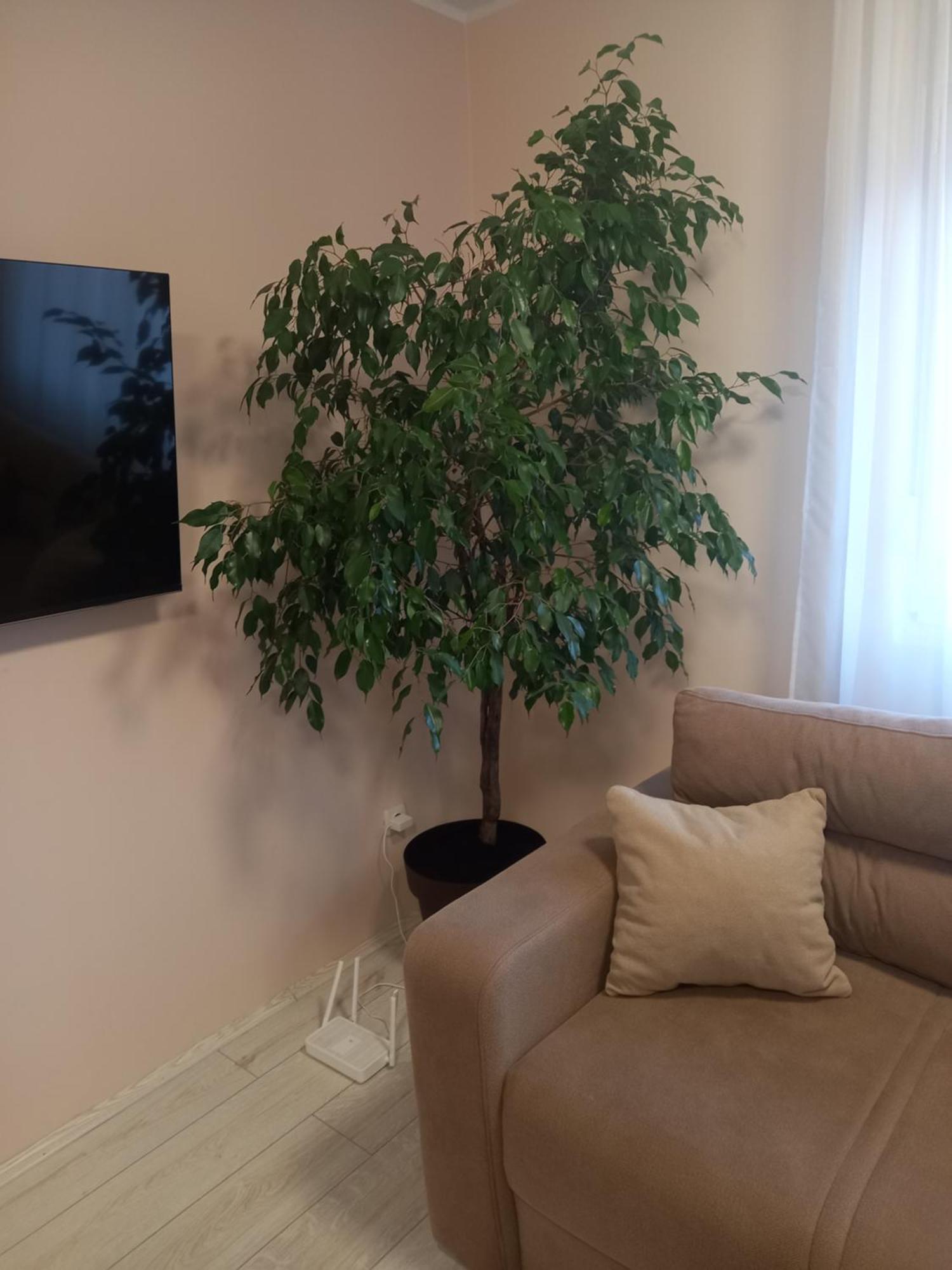 Leda Apartmani Smederevo Extérieur photo